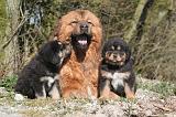 DOGUE DU TIBET 509